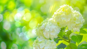 小清新唯美鲜花