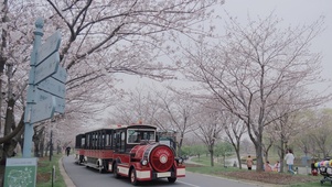 初春樱花