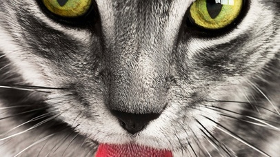 见到我的小耗子了吗？