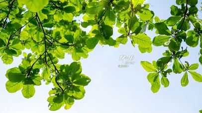 4k小清新护眼风景桌面