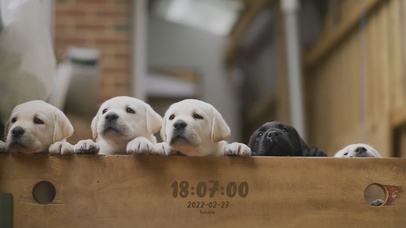 4K可爱の狗狗无缝循环