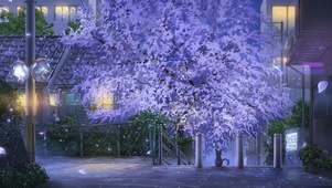 夜樱