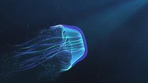 水母