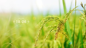 稻谷成熟的田野