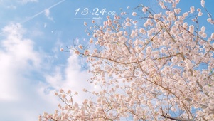 治愈樱花