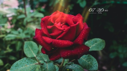 4k清新玫瑰桌面