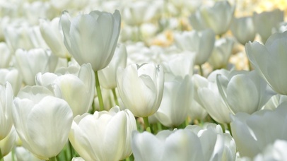 纯白治愈郁金香