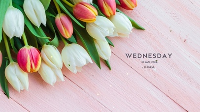 4k清新郁金香桌面