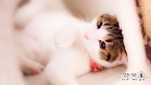 萌萌猫咪
