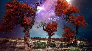 4k 梦幻星空下的胡杨林