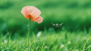 清新护眼雨中花