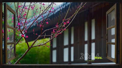 4K窗外雨中花朵