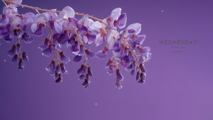 紫藤花开的季节