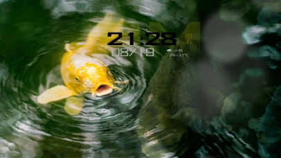 看到这条金鱼的人都好运连连