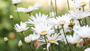 4k唯美小雏菊