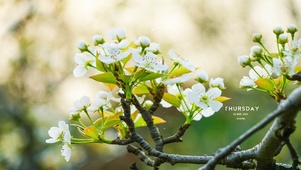 治愈系梨花