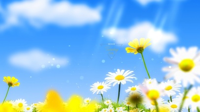 4k 盛夏蓝天清新雏菊