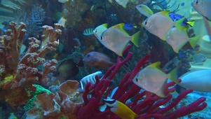 唯美水族馆