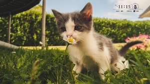小猫咪