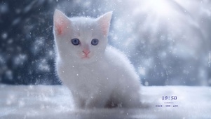 可爱小猫
