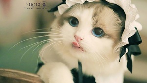 女仆装猫咪