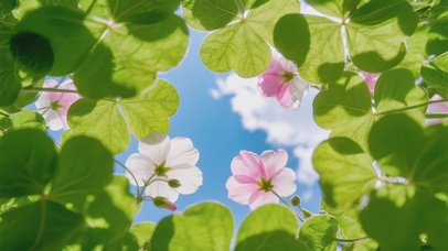 清新护眼幸运四叶草