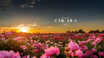 4k治愈黄昏花海