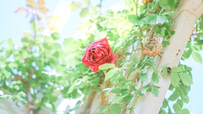 4K唯美清新治愈玫瑰花