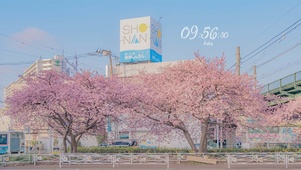 城市樱花