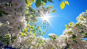 阳光下的小清新鲜花