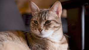 可爱的猫咪