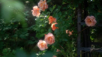 娇艳欲滴的蔷薇