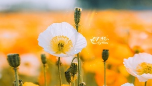 夏日鲜花