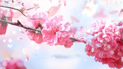 4k 唯美浪漫樱花