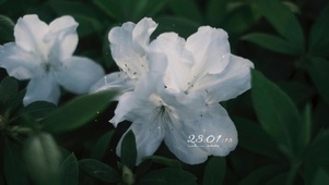 4K唯美雨后杜鹃花