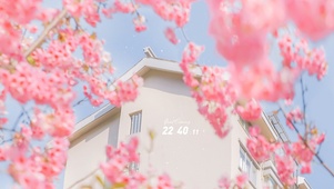 4k唯美樱花