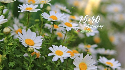 4k花草植物风景桌面