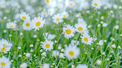 4K唯美清新小雏菊