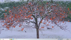 雪下柿子树主题