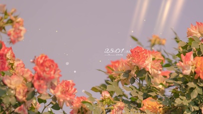 4k 治愈唯美阳光玫瑰花丛