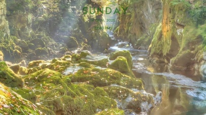 幽静森林（带时间版）