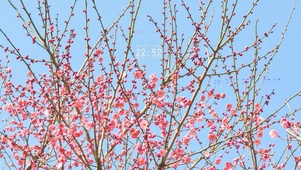 盛开的梅花