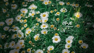 4k治愈邹菊