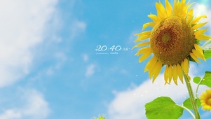 4K 清新治愈夏日阳光向日葵