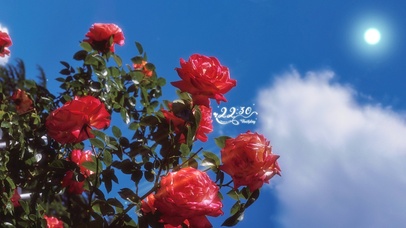 4K唯美治愈阳光下の玫瑰花