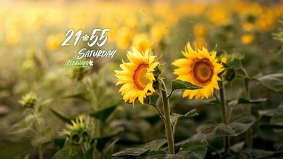 4k治愈向日葵风景