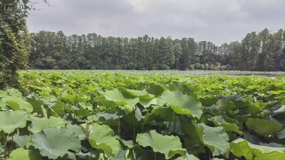 盛夏的荷塘