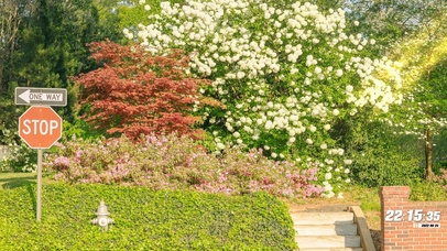 4k 治愈唯美夏日鲜花