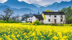 油菜花江南
