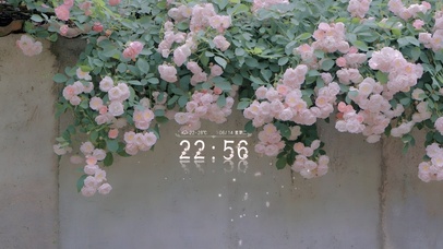 唯美治愈绿叶蔷薇花